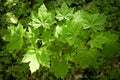 Background of fresh green maple leaves in forest Royalty Free Stock Photo