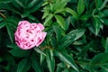 Background of fresh green peony leaves and one pink peony.