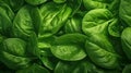 Background of fresh green spinach leaves