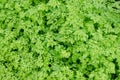 Fresh green spring leaves Royalty Free Stock Photo