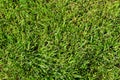 Background of fresh green summer grass Royalty Free Stock Photo