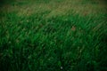 Background of fresh green tall young grass in summer. Royalty Free Stock Photo