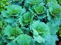 Background of Fresh Green Vegetables with Rain Droplets on Leaves Royalty Free Stock Photo