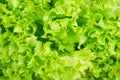 Background with fresh leaf of salad closeup Royalty Free Stock Photo