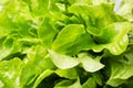 Background Fresh leaves of green oak lettuce. Close up Royalty Free Stock Photo