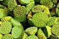 Background of Fresh lotus seeds and pod Royalty Free Stock Photo