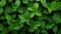 Background of fresh mint leaves, top view. Fresh mint leaves texture. Generative AI