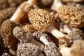 Background of fresh morel mushrooms Royalty Free Stock Photo