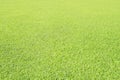 Background, Fresh natural lawn grass