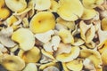 Background of fresh and raw golden oyster mushrooms, Pleurotus citrinopileatus