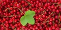 Background from fresh red currant berries, close up Royalty Free Stock Photo