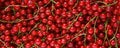 Background from fresh red currant berries, close up Royalty Free Stock Photo