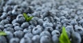 Background with fresh ripe juicy blueberries closeup photo Royalty Free Stock Photo