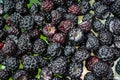 Background of fresh, ripe, picked black raspberries Royalty Free Stock Photo