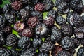 Background of fresh, ripe, picked black raspberries Royalty Free Stock Photo