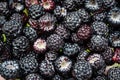 Background of fresh, ripe, picked black raspberries Royalty Free Stock Photo
