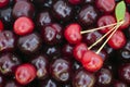 Background of fresh ripe red cherries Royalty Free Stock Photo