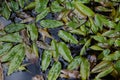 Background of fresh and shiny bog pondweed Royalty Free Stock Photo