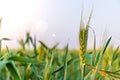 Background of fresh spring green yellow ears of wheat field close up with small depth nature Royalty Free Stock Photo