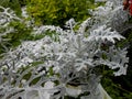 Fresh terry silvery leaves Cineraria