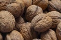 Background from fresh walnuts. Inshell walnuts filling in the picture. Background from fresh walnuts. Royalty Free Stock Photo