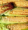 Background of fresh yellow corn cobs Royalty Free Stock Photo