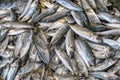 Background of freshly caught sea scad fish Royalty Free Stock Photo