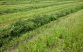 Background freshly cut grass