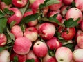Background of freshly harvested organic apples Royalty Free Stock Photo