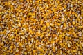 Background of freshly picked, ripe corn kernels on the back of a truck Royalty Free Stock Photo