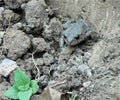 Closeup of a frog that lives in the ground, amphibian with green and red spots Royalty Free Stock Photo