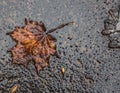 Background frozen red maple leaf on the asphalt Royalty Free Stock Photo