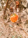 Background fruit coccinia grandis, Ivy Gourd . Royalty Free Stock Photo