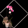 Background with Fuchsia Orchids against Black Royalty Free Stock Photo