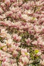 Background full of magnolia branches with blooming flowers