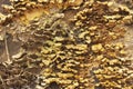 Background of fungus growing on a log Royalty Free Stock Photo