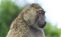 Background with a funny baboon looking aside Royalty Free Stock Photo