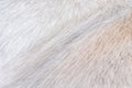 Background furry dog soft texture white grey light brown patterns Royalty Free Stock Photo