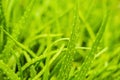 Background of gently green aloe leaf texture Royalty Free Stock Photo