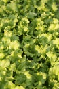 Background of genuine fresh lettuce in farmer's field
