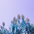 Background with Giant reed. Blue leaves and flowers, surreal