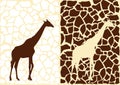 Background from giraffes