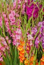 Background of Gladioli at Farmers Market