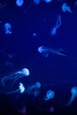 Background of a glowing color jellyfish slowly floating in the dark blue  aquarium water Royalty Free Stock Photo