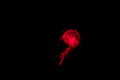 Background of a glowing red color jellyfish slowly floating in the dark aquarium water. Royalty Free Stock Photo