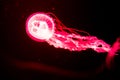 Background of a glowing red color jellyfish slowly floating in the dark aquarium water. Royalty Free Stock Photo