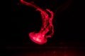 Background of a glowing red color jellyfish slowly floating in the dark aquarium water. Royalty Free Stock Photo