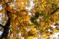 Background of Golden autumn maple leaves, tree crown. Royalty Free Stock Photo