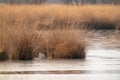 Background with golden colors, reeds in the water. Autumn feeling, reflection in the water. Nature in the fall, lonely Royalty Free Stock Photo