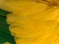 Background of a Golden Conure`s Feathers